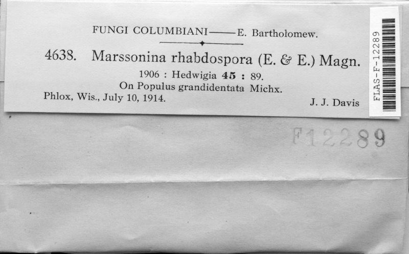 Marssonia rhabdospora image