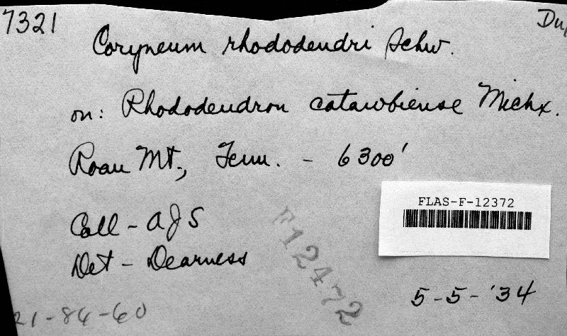 Sporocadus rhododendri image