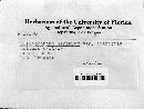 Cladosporium herbarum image