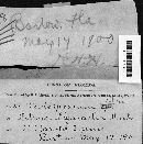 Cladosporium citri image