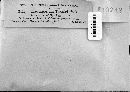 Fusicladium triostei image