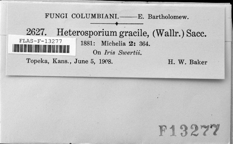 Davidiella macrospora image