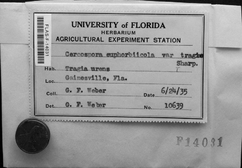 Cercospora euphorbiicola image