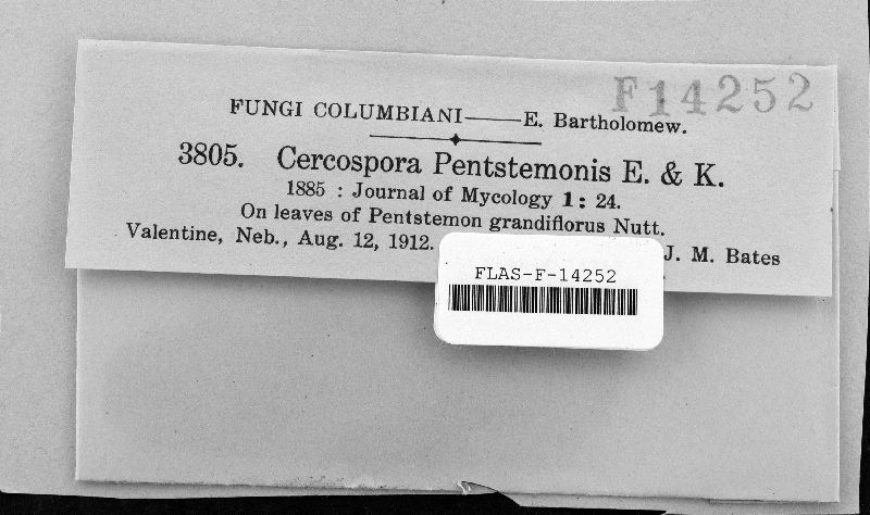 Cercospora pentstemonis image