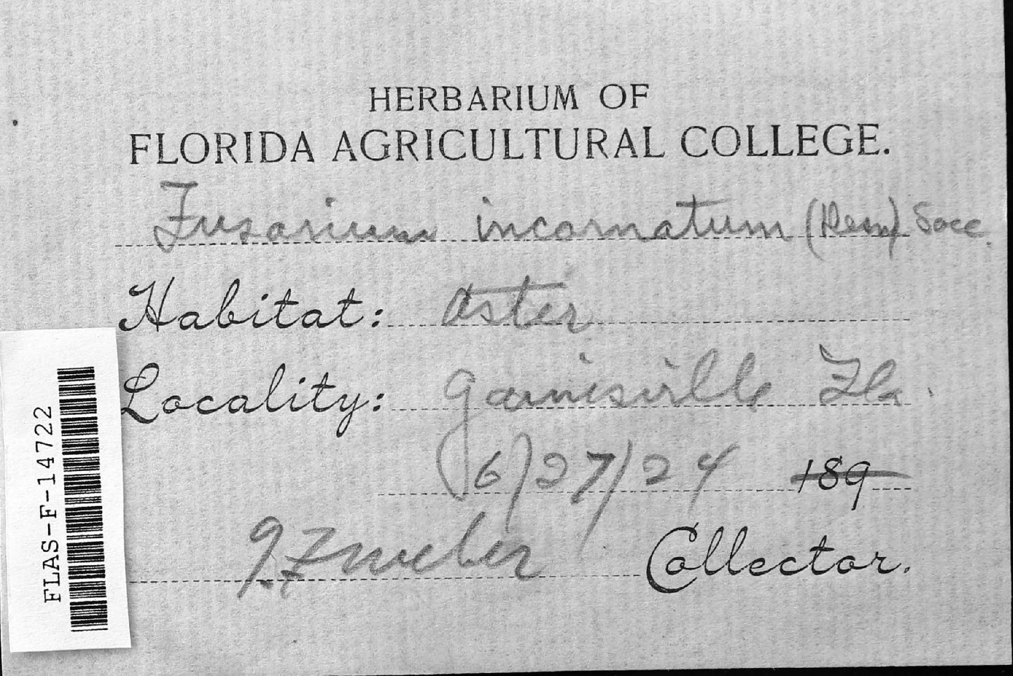 Fusarium incarnatum thumbnail
