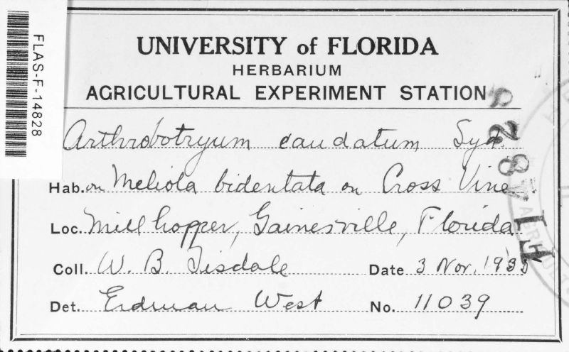 Arthrobotryum caudatum image