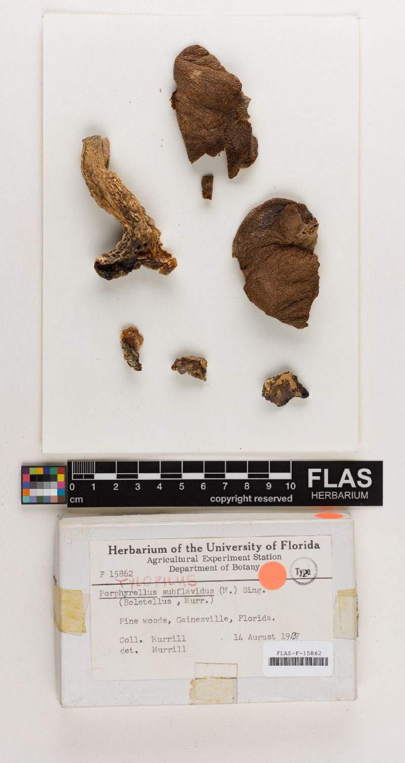 Porphyrellus subflavidus image