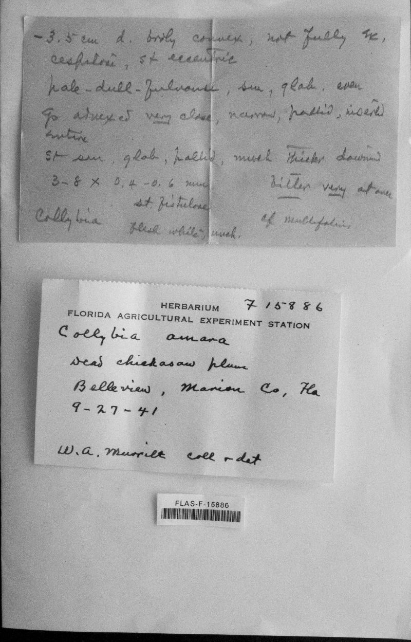 Collybia amara image