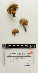 Boletus luridellus image