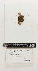 Thumbnail image of current specimen