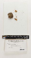 Thumbnail image of current specimen