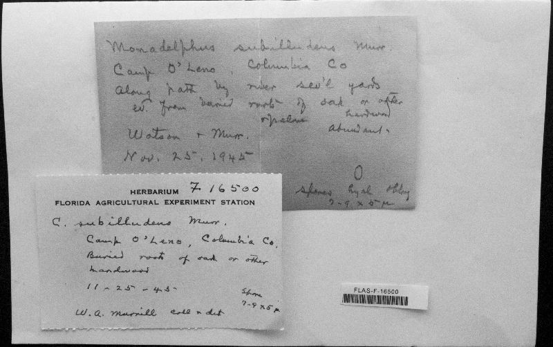 Omphalotus subilludens image