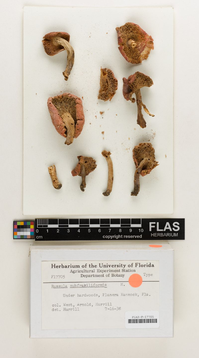 Russula subfragiliformis image