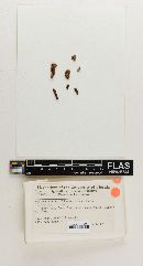 Hygrophorus arnoldae image