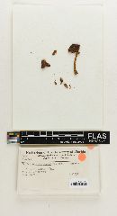 Thumbnail image of current specimen