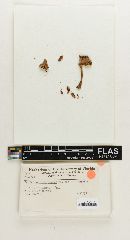 Thumbnail image of current specimen