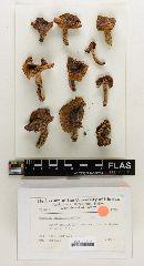 Russula subgraminicolor image