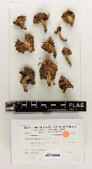 Russula subgraminicolor image
