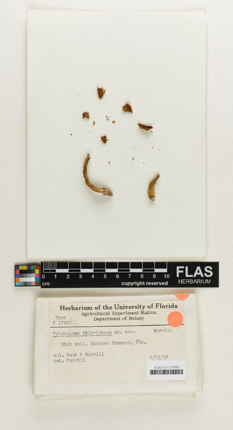 Tricholoma floridanum image