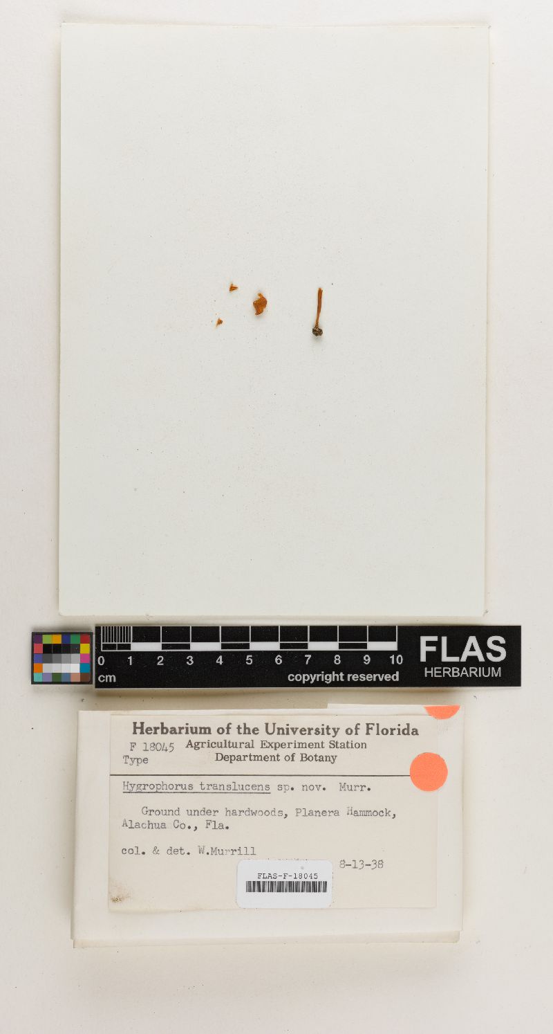 Hygrophorus translucens image