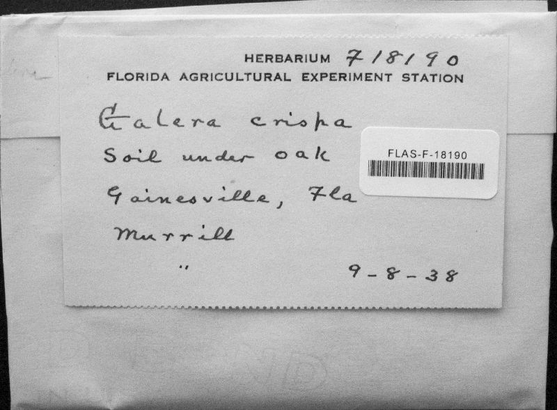 Conocybe crispa image