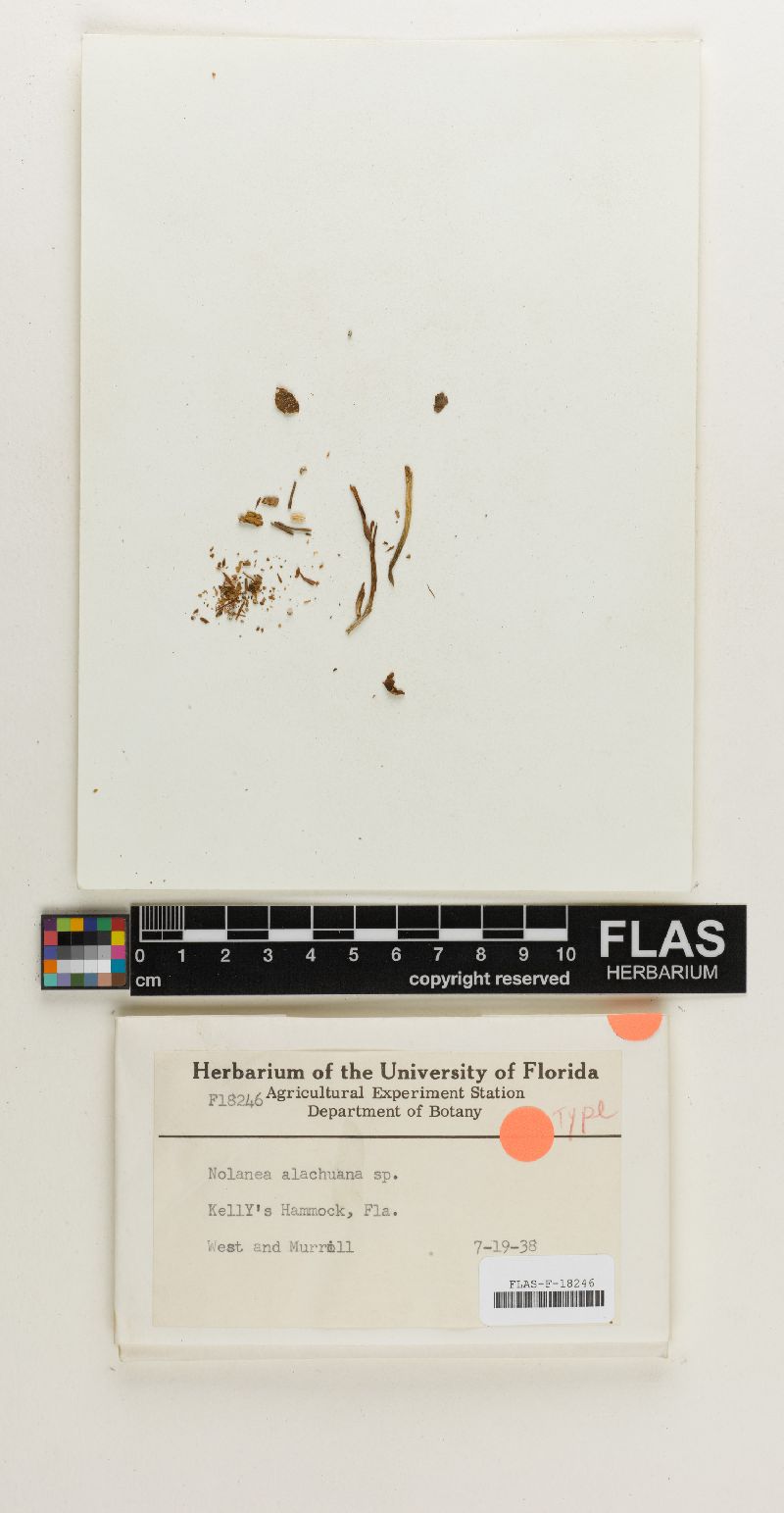 Nolanea alachuana image