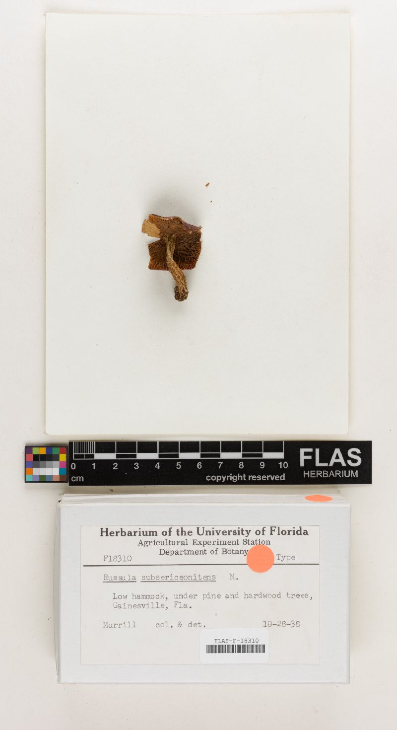 Russula subsericeonitens image