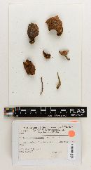 Thumbnail image of current specimen