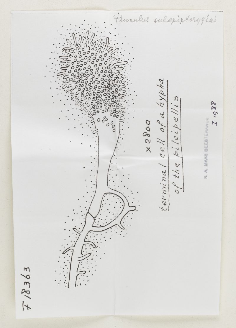 Mycena subepipterygia image
