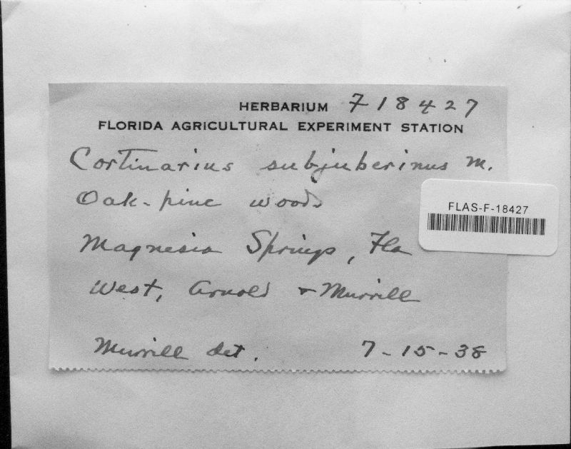 Cortinarius subjuberinus image