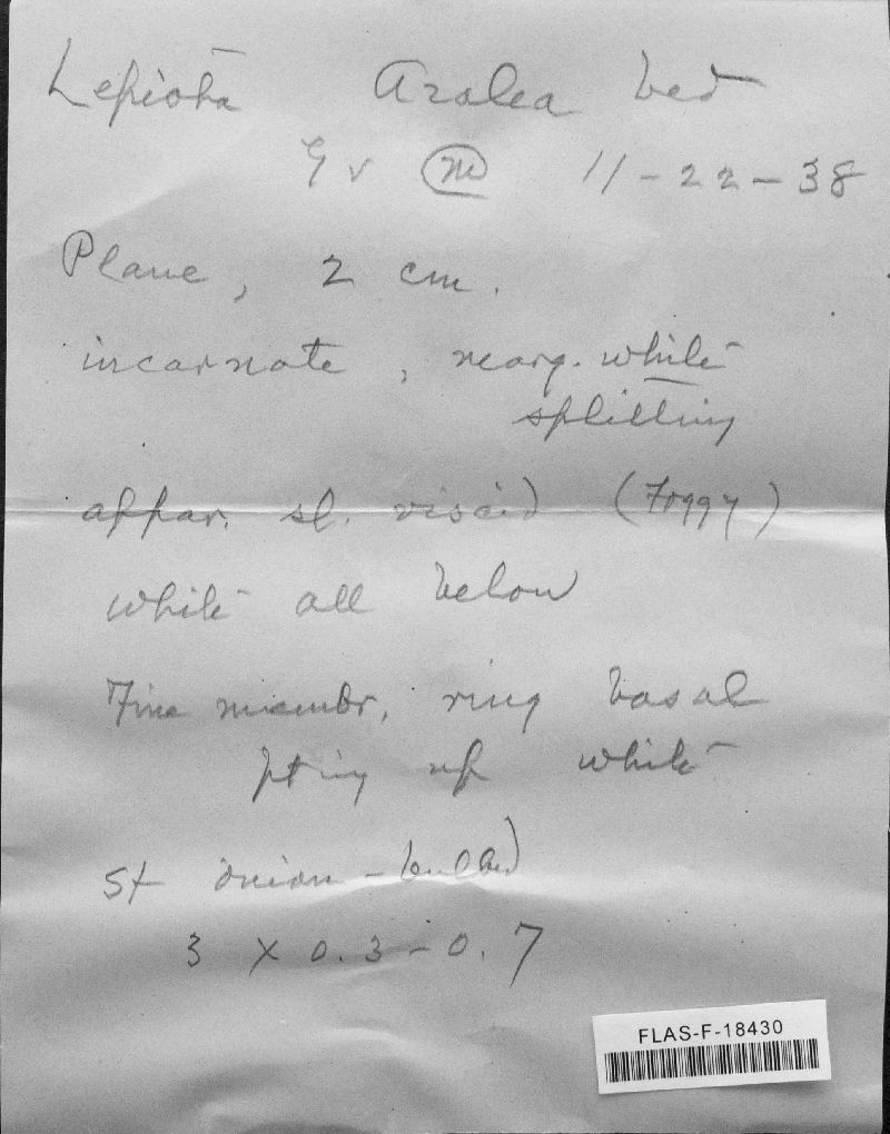 Lepiota roseiceps image