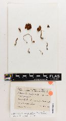 Naucoria cuspidata image