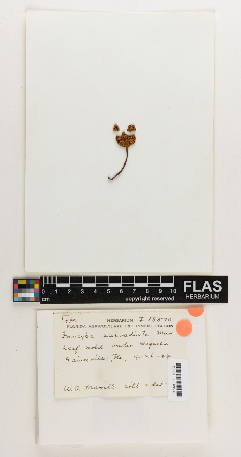 Inocybe subradiata image