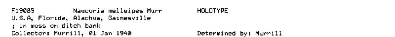 Naucoria melleipes image