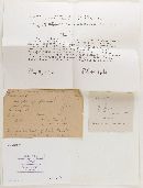 Naucoria melleipes image