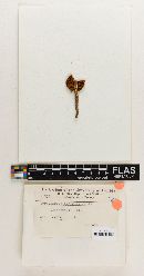 Cortinarius flammuliformis image