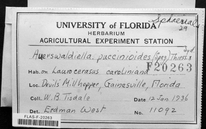 Auerswaldiella puccinioides image