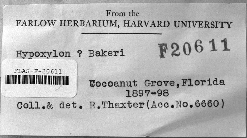 Hypoxylon bakeri image