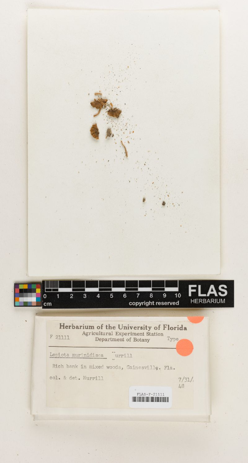 Lepiota murinidisca image