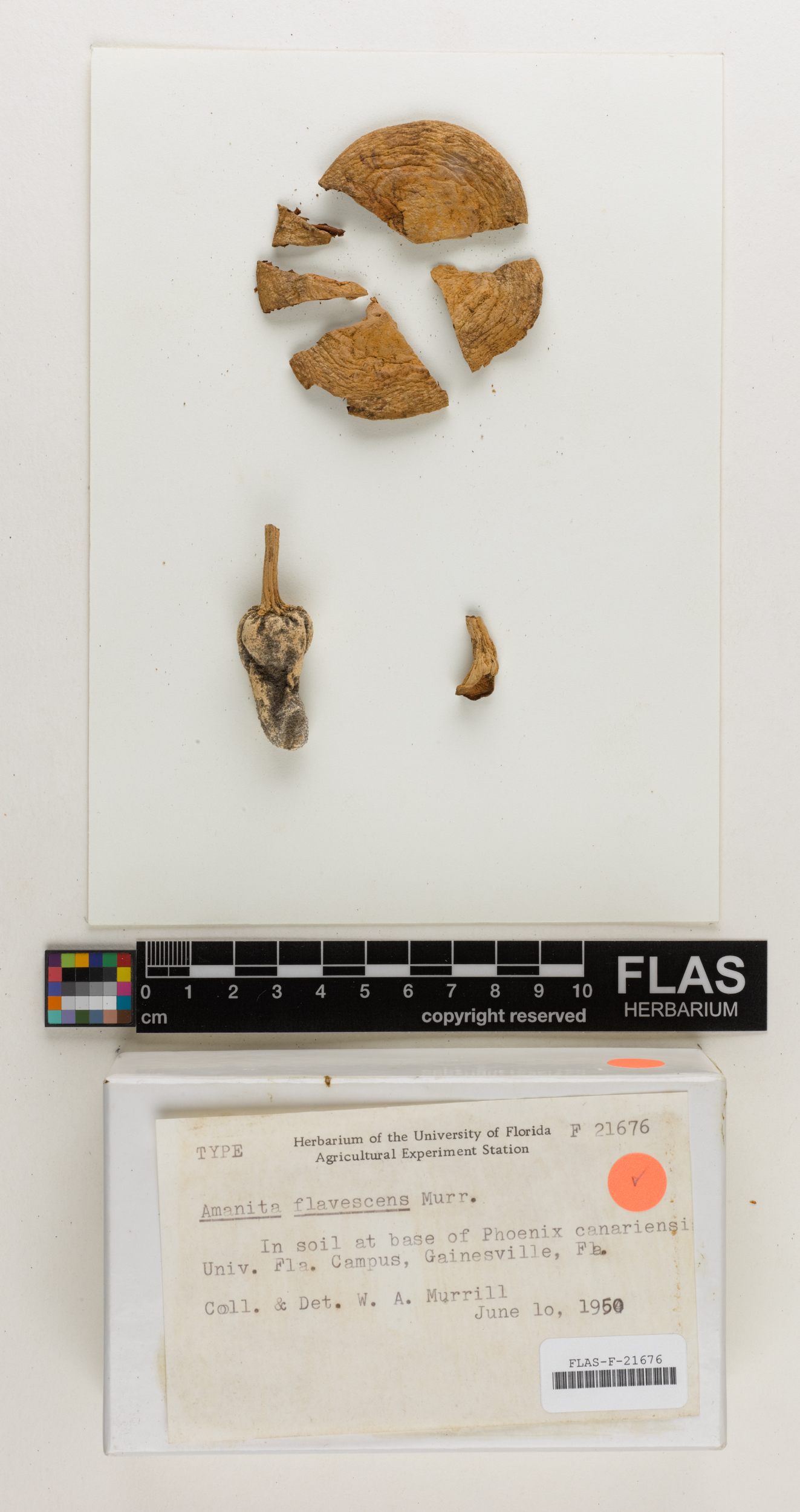 Amanita flavescens thumbnail
