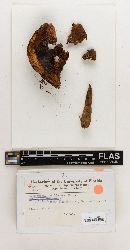 Omphalotus subilludens image