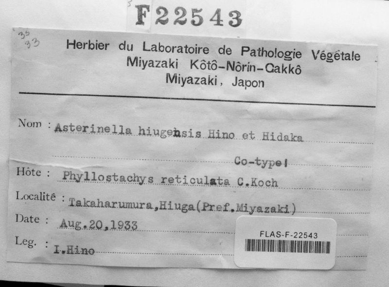 Asterinella hiugensis image