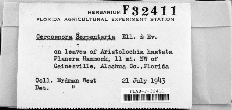 Cercospora serpentariae image