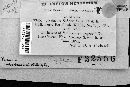 Aecidium sphaeralceae image