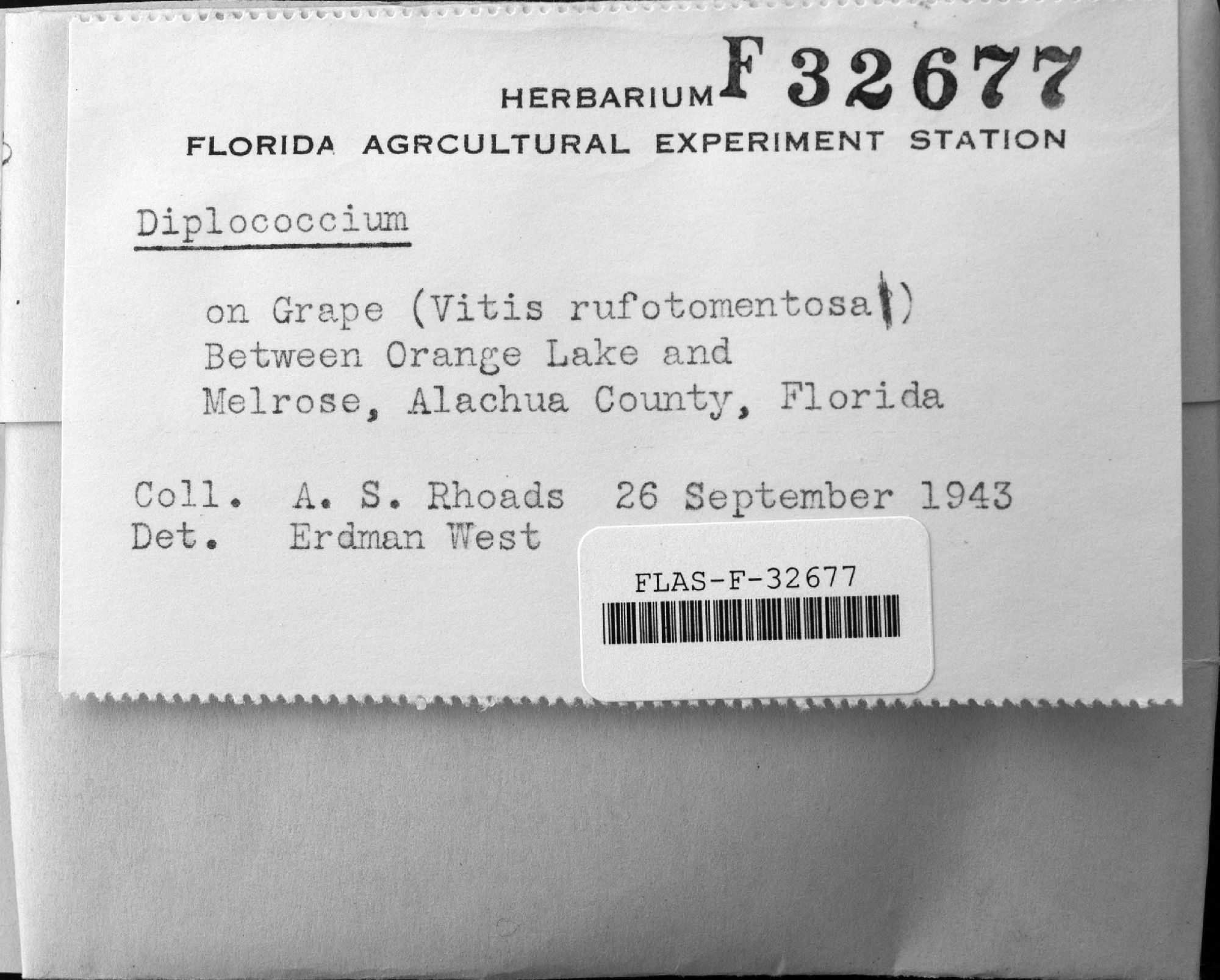 Diplococcium