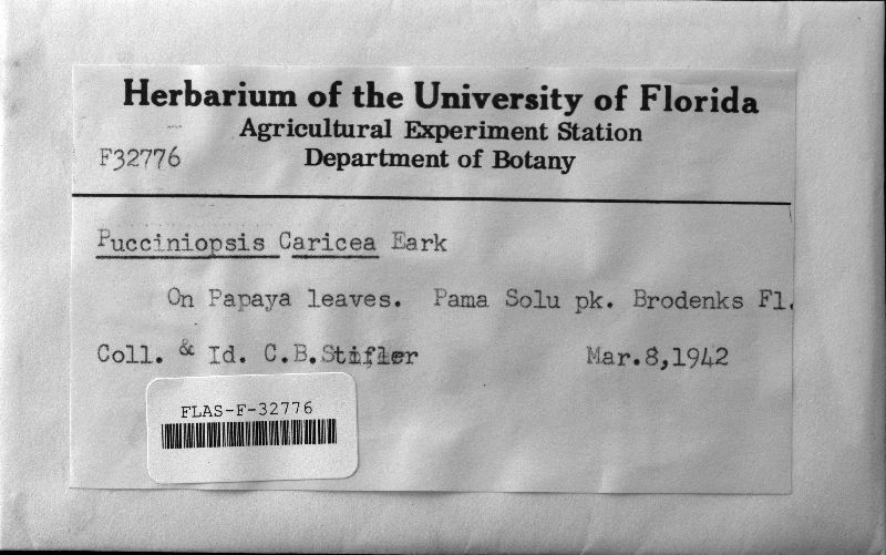 Asperisporium caricae image