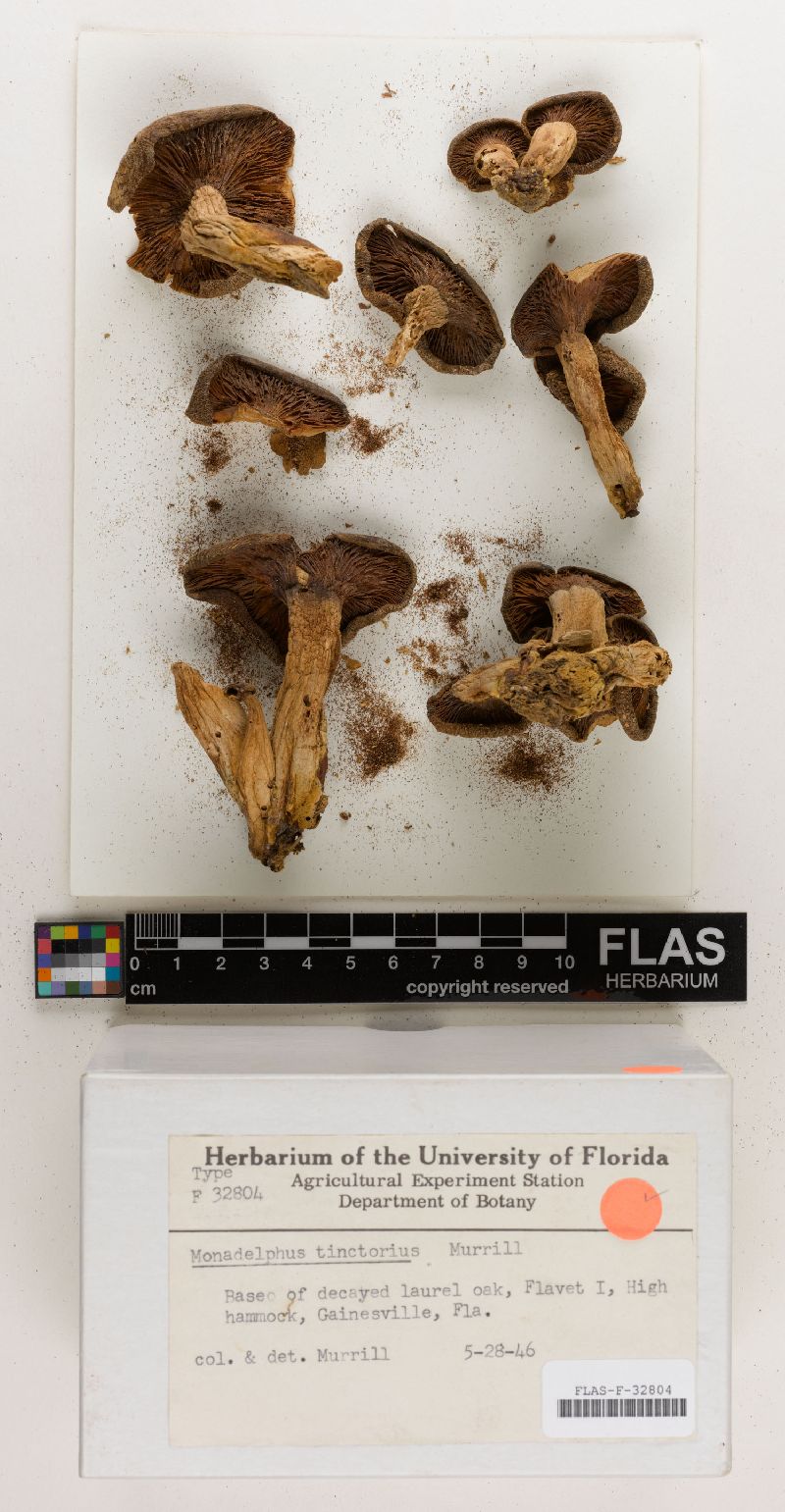 Omphalotus subilludens image