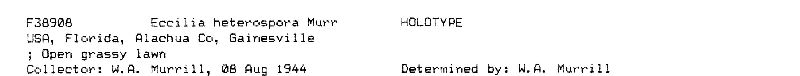 Eccilia heterospora image