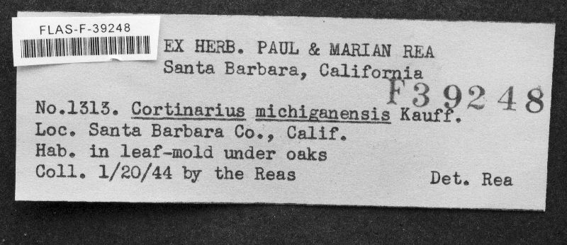 Cortinarius michiganensis image