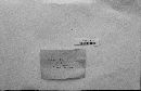 Gyroporus purpurinus image